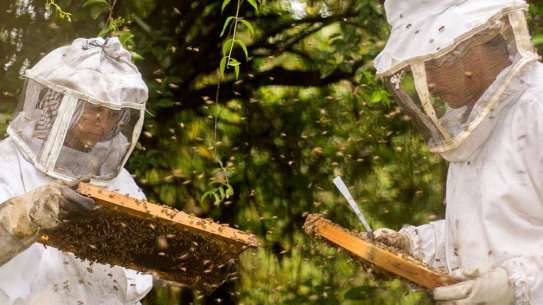 Beekeepers