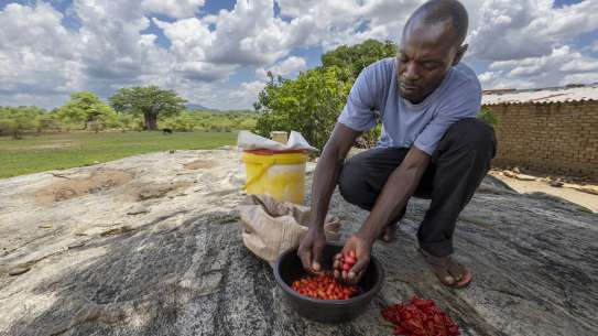 Man processing fruit