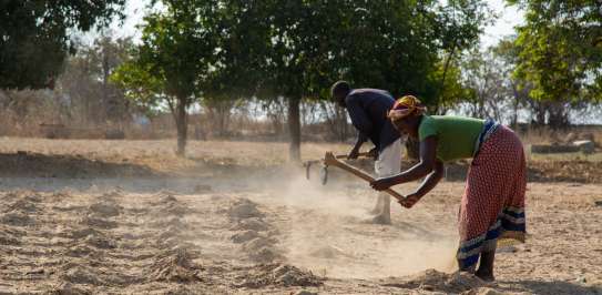 Jessica and her husband are preparing dry field adjacent to their home in Zimbabwe