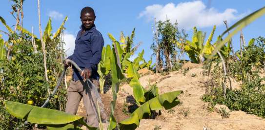 Loshas watering crops