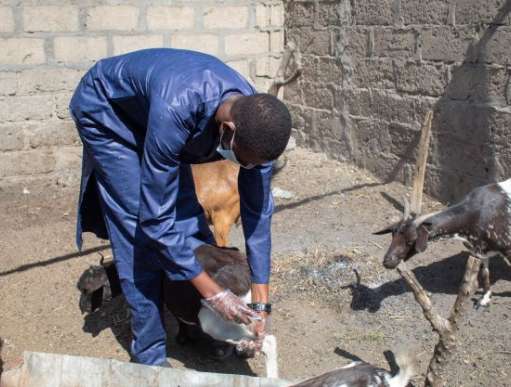 Man tending to goat