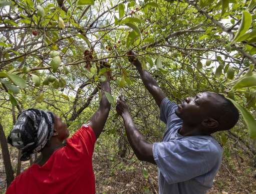 Man and wife harvesting fruit 