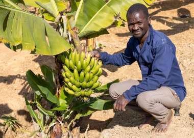 Losha with banana crop